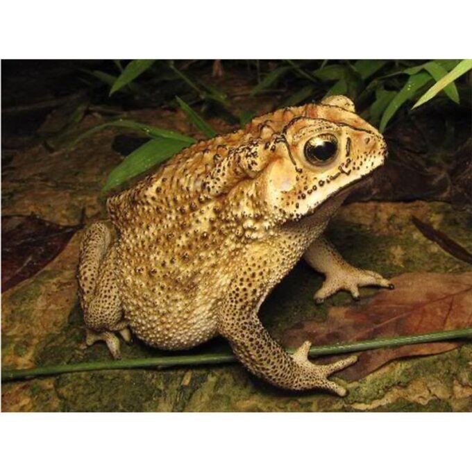 Bufo melanostictus