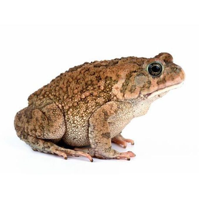 Bufo regularis