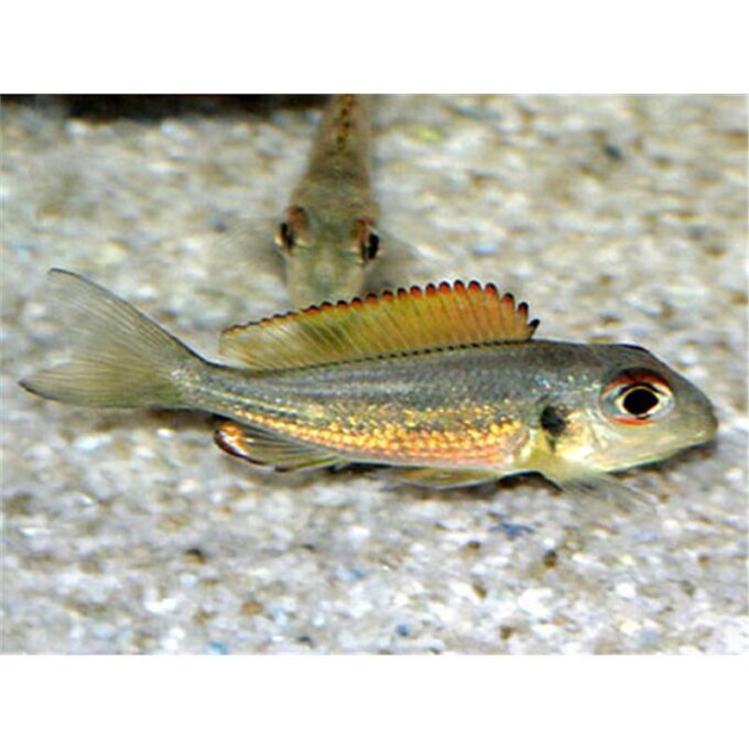 Callochromis macrops