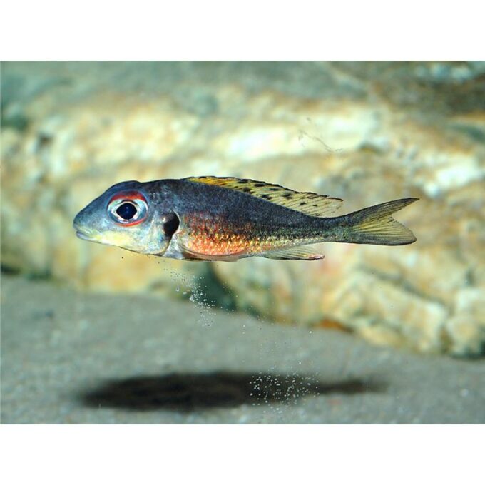 Callochromis melanostigma