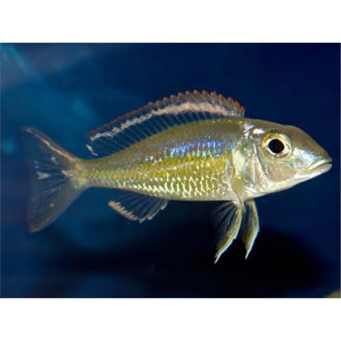 Callochromis pleurospilus utinta