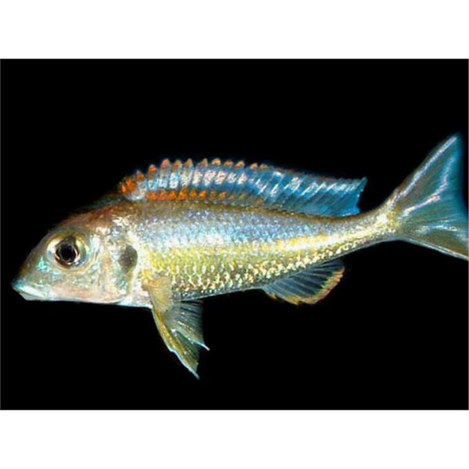 Callochromis pleurospius