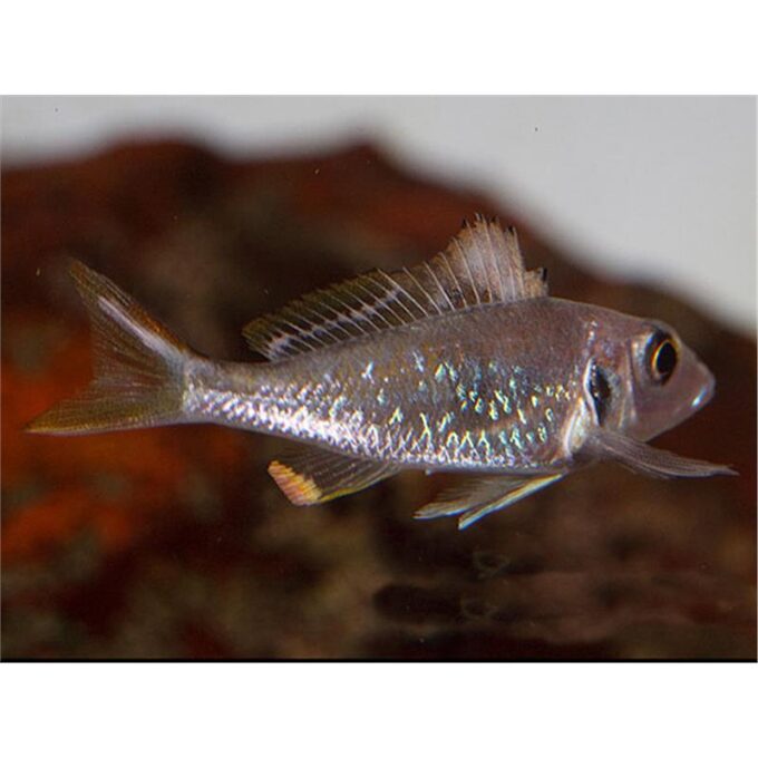 Callochromis stappersi