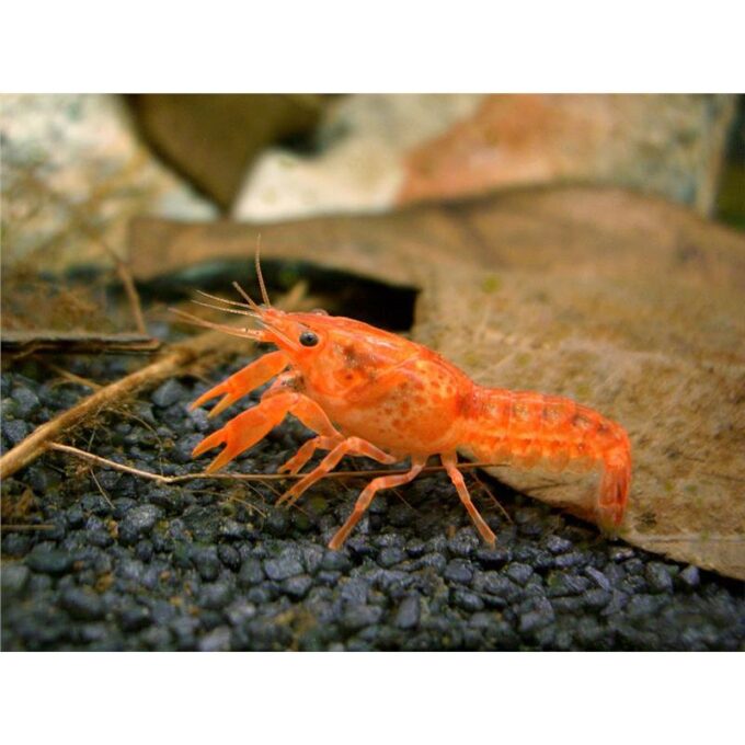 Cambarellus patzcuarensis orange
