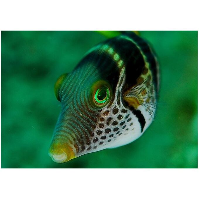 Canthigaster Valentini (Valentinni's sharpnose puffer)