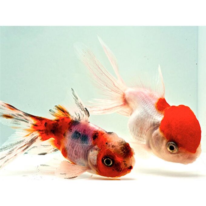 Carassius auratus l.f assorted Oranda