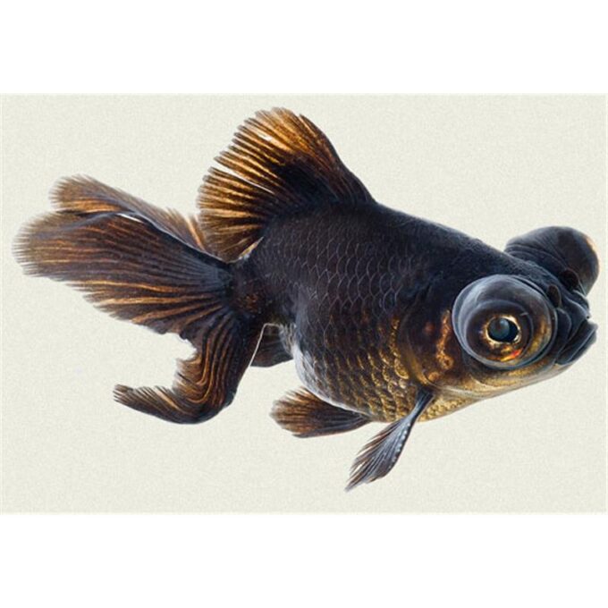 Carassius auratus l.f. / black butterfly tail
