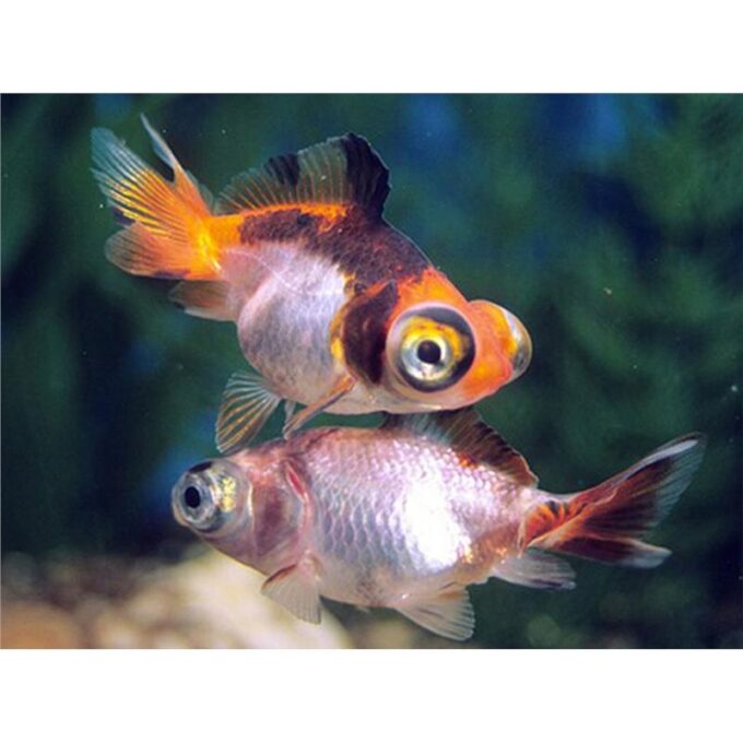 Carassius auratus l.f butterfly mix