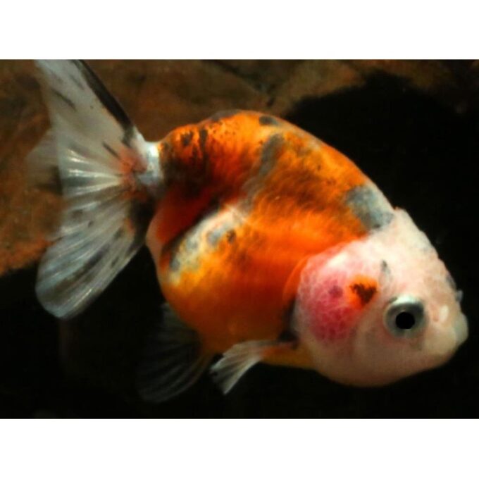 Carassius auratus l.f. calico ranchu