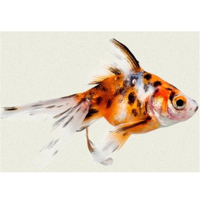 Carassius auratus l.f.tcalico