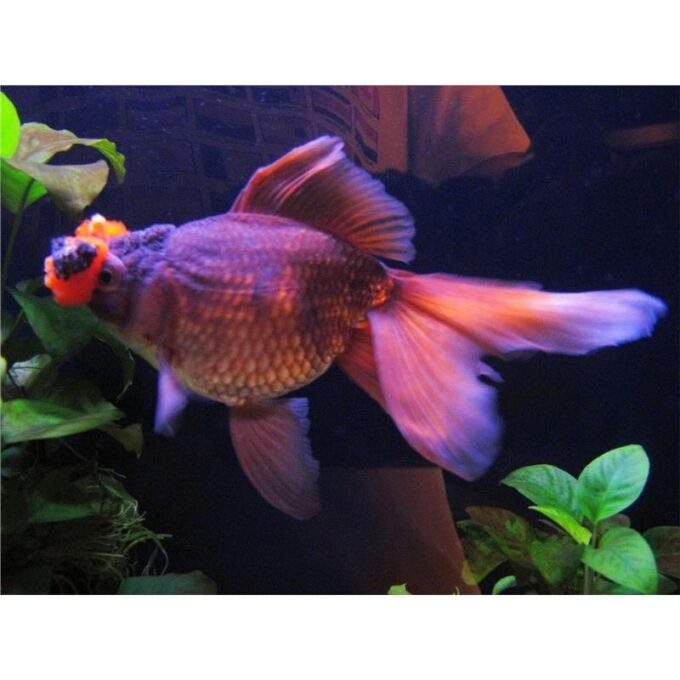Carassius auratus l.f. chocolate oranda with red pompon