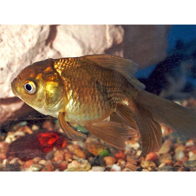 Carassius auratus l.f chocolate