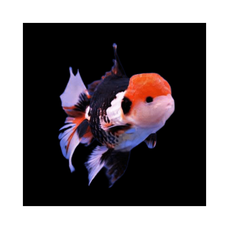Carassius auratus l.f. oranda ballon head mix de culori