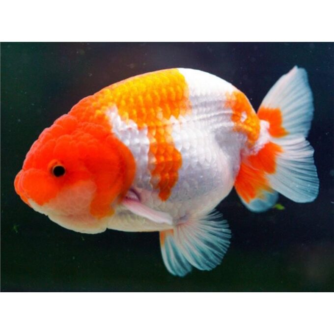 Carassius auratus l.f. / red & white ranchu
