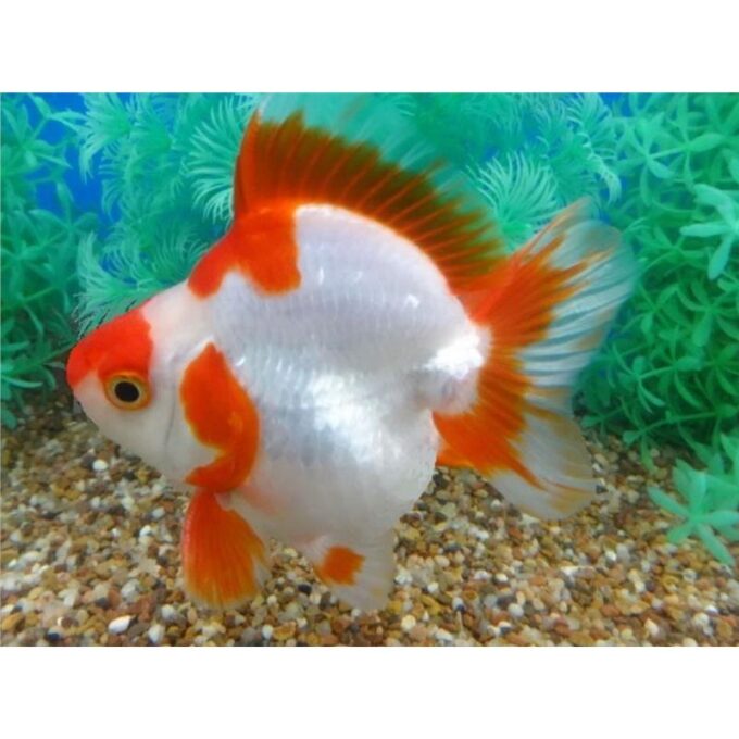 Carassius auratus l.f.tryukin red + white short tail