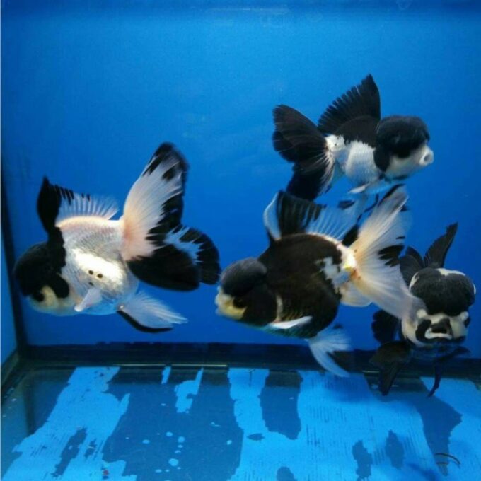 Carassius auratus l.f. thai oranda black/white