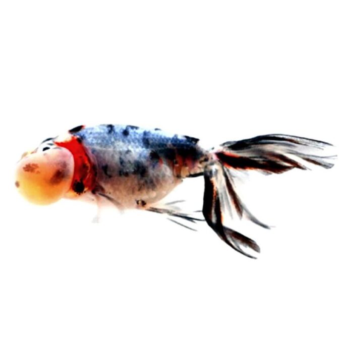 Carassius auratus long fin calico bubble eye