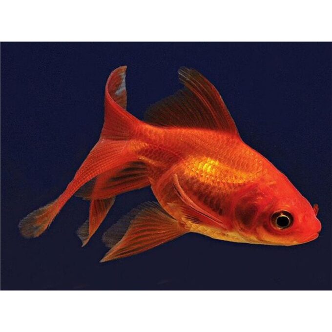 Carassius auratus long fin Sakura Ryukin