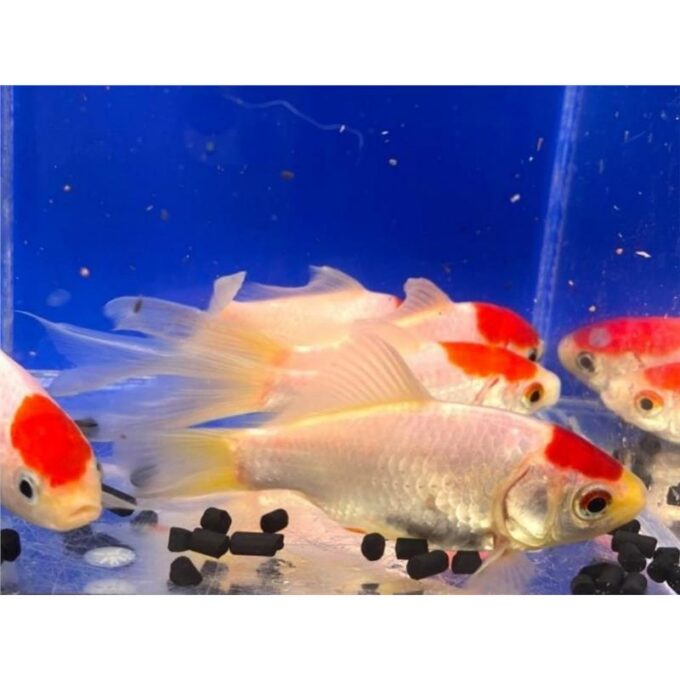 Carassius auratus  red cap comet