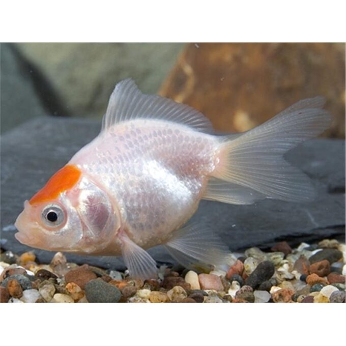 Carassius auratus red cap