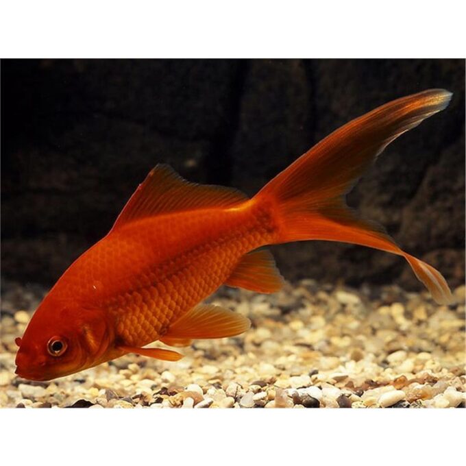 Carassius auratus red cometa