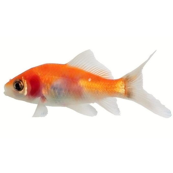 Carassius auratus red devil