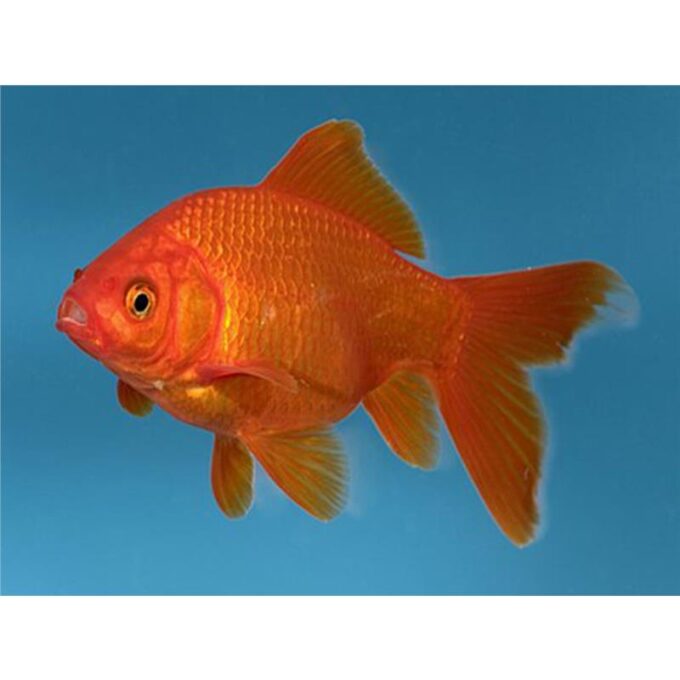 Carassius auratus red