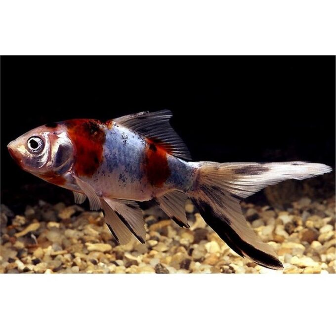 Carassius auratus schubunkin