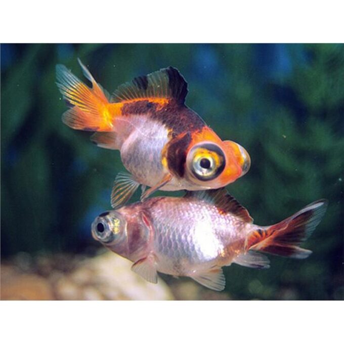 Carassius auratus telescope mix
