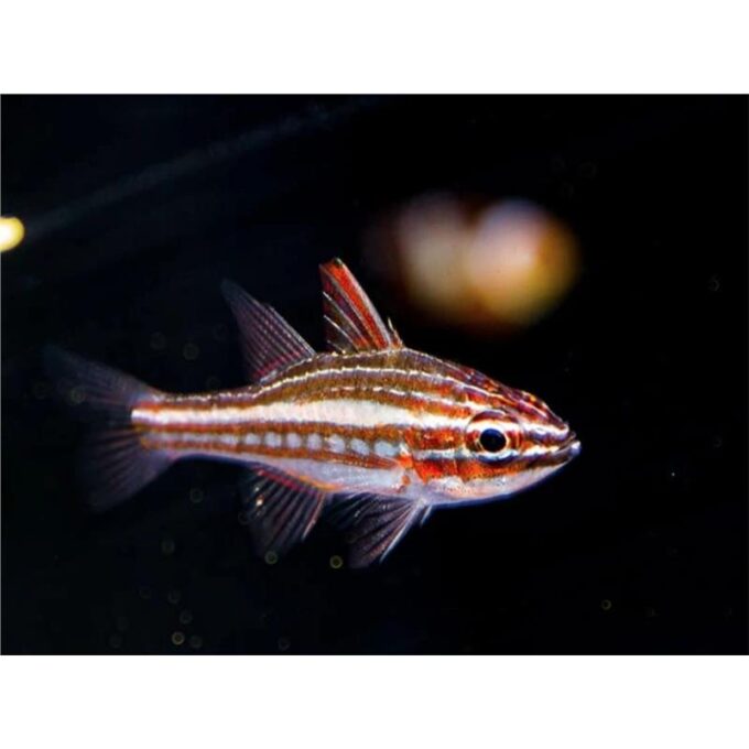 Cardinal Apogon margaritophorus