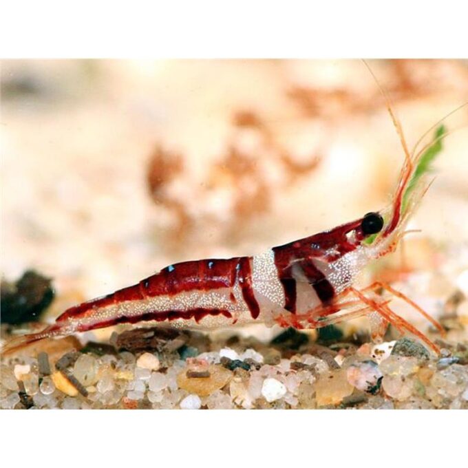Caridina spingocola