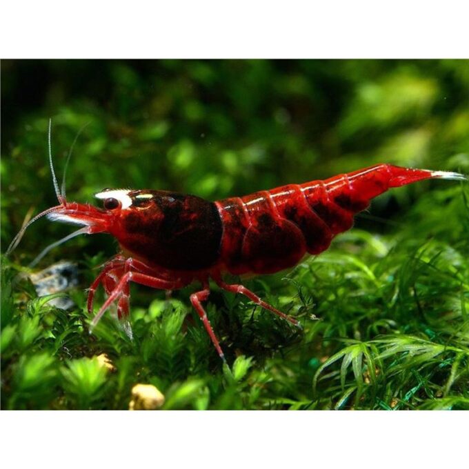 Caridina taiwan bee ruby red