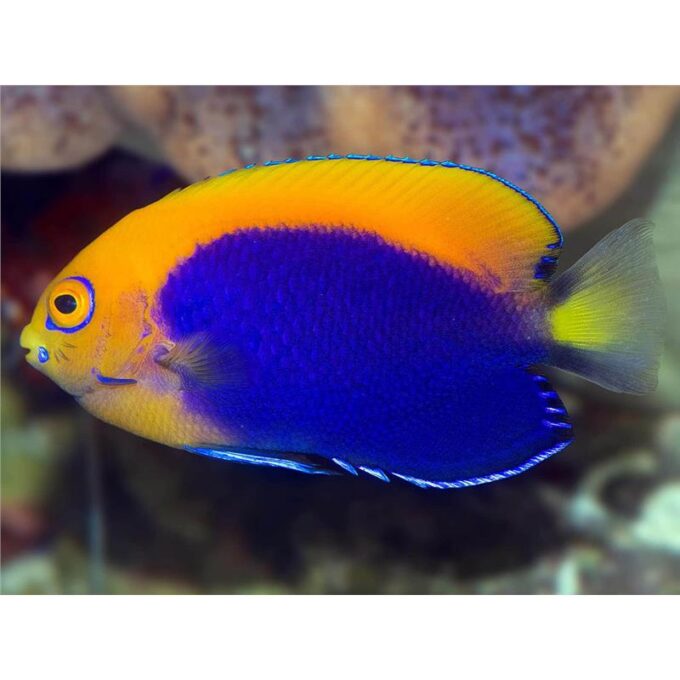 Centropyge acanthops