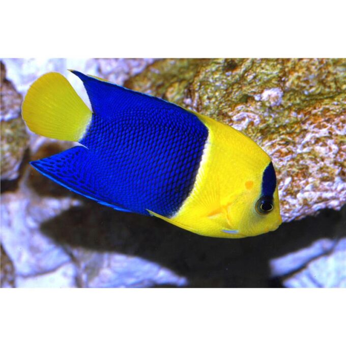 Centropyge bicolor