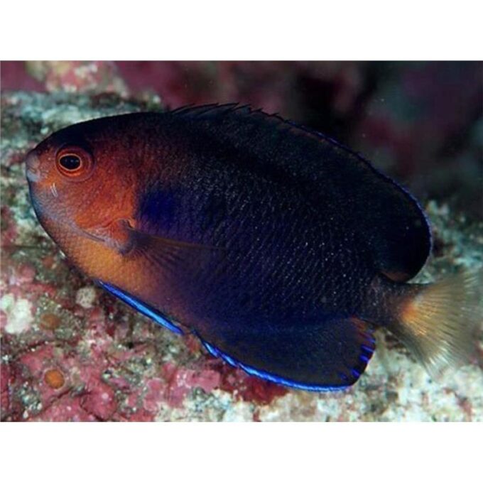 Centropyge flavicauda