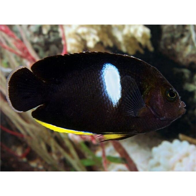 Centropyge tibicine Keyhole angelfish