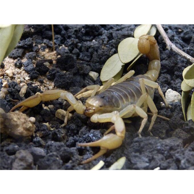 Centruroides exilicauda