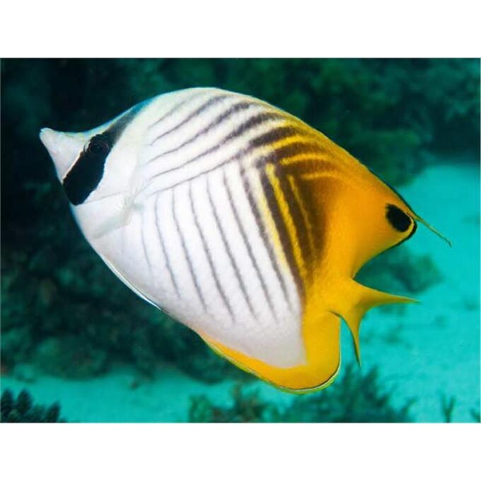 Chaetodon auriga (Threadfin butterflyfish)