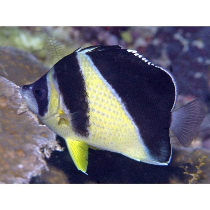 Chaetodon burgessi