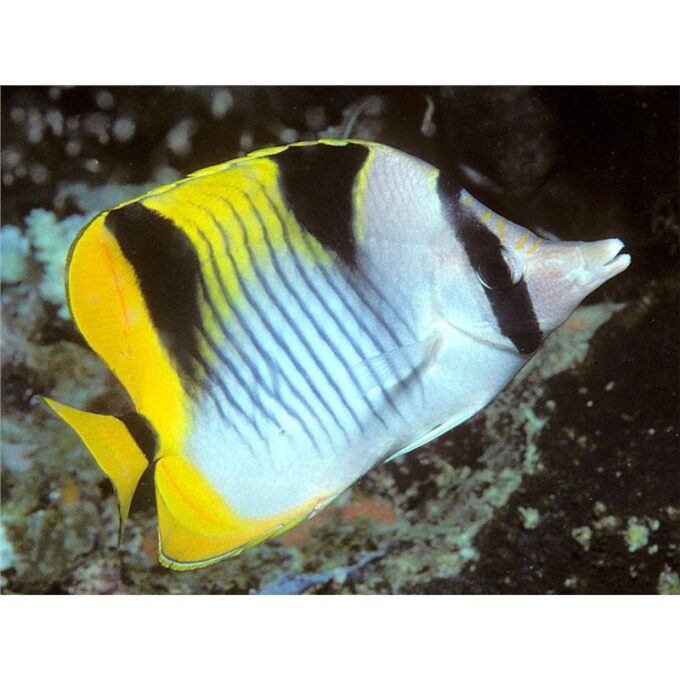 Chaetodon falcula