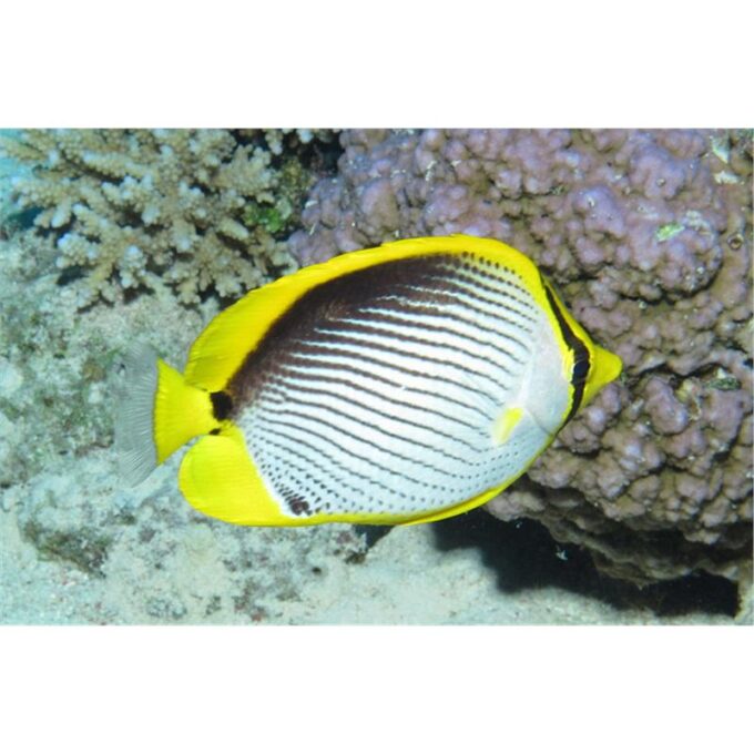 Chaetodon melannotus (Blackback butterflyfish)