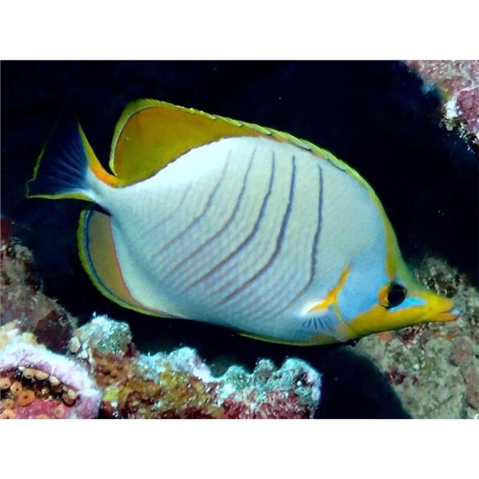 Chaetodon xanthocephalus