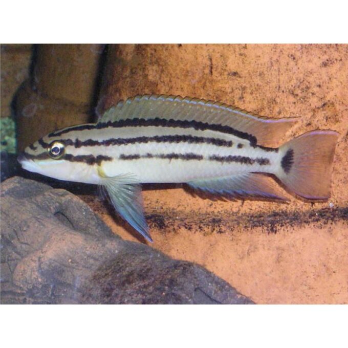 Chalinochromis bifrenatus