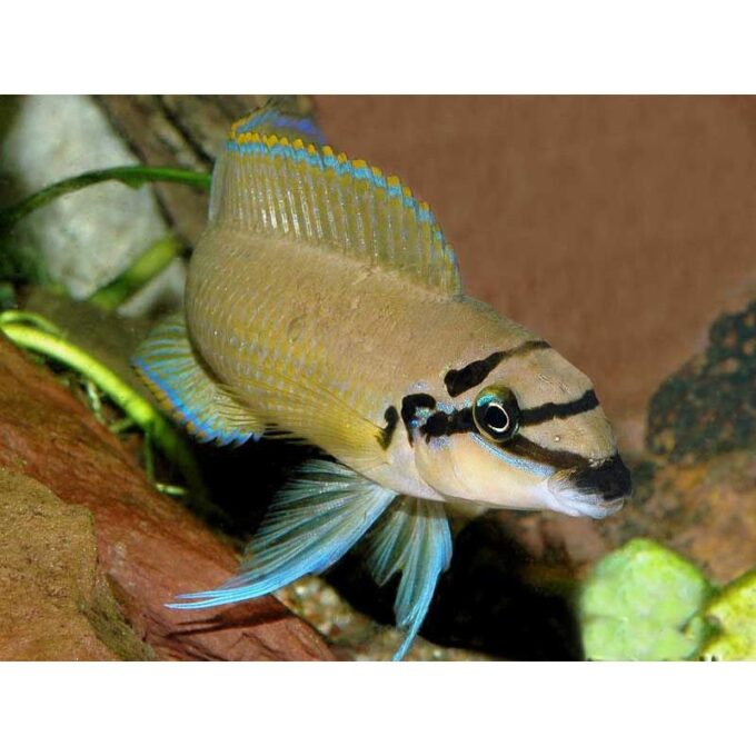 Chalinochromis brichardi