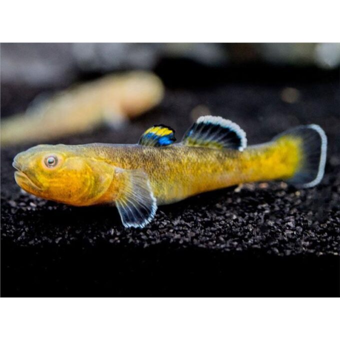 Chamidogobius eremius gold