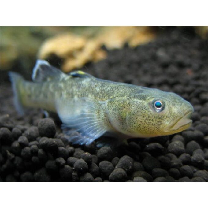 Chamidogobius eremius