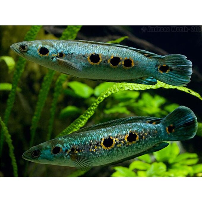 Channa pleurophthalma