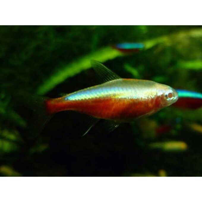 Cheirodon axelrodi gold