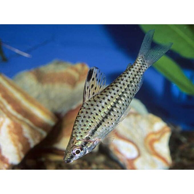 Chilodus punctatus