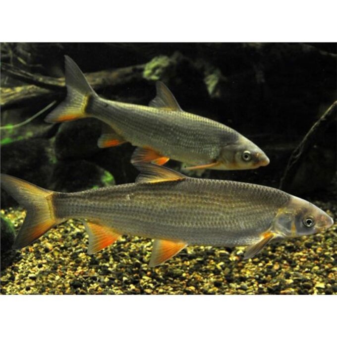 Chondrostoma nasus 1 Chondrostoma nasus
